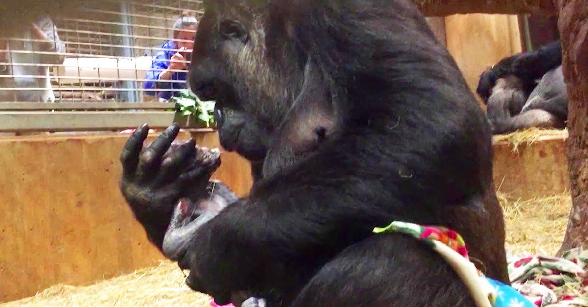 mother gorilla gives birth and does not stop giving her son kisses and hugs node 3500
