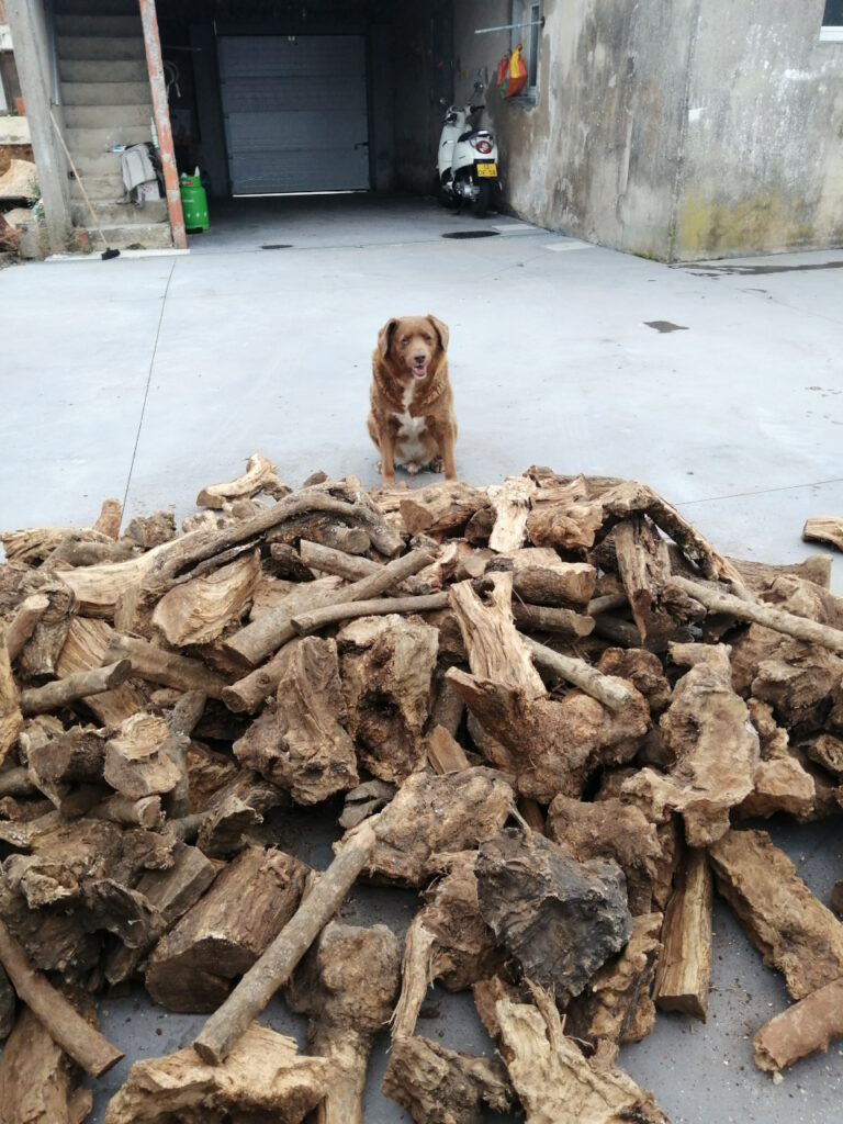 30-year-old Bobi is the longest-living old dog in history 3 30 year old bobi is the longest living old dog in history 7 original 2023