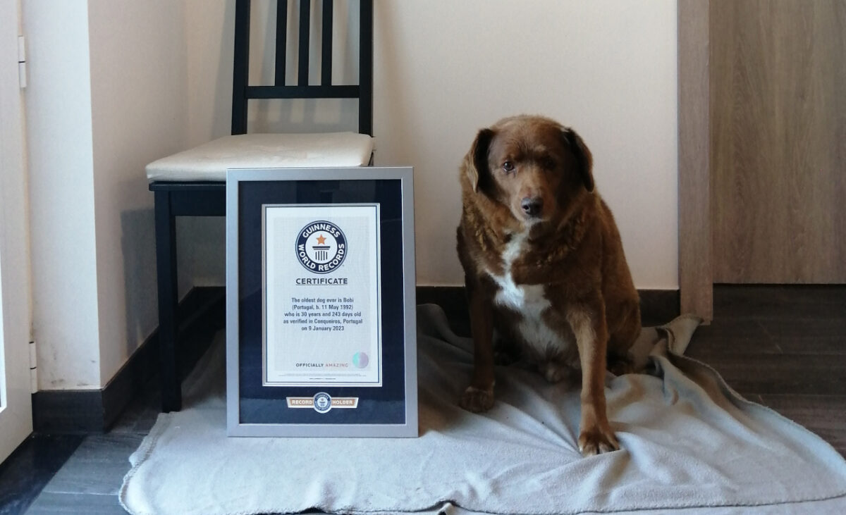 30 year old bobi is the longest living old dog in history bobi 1