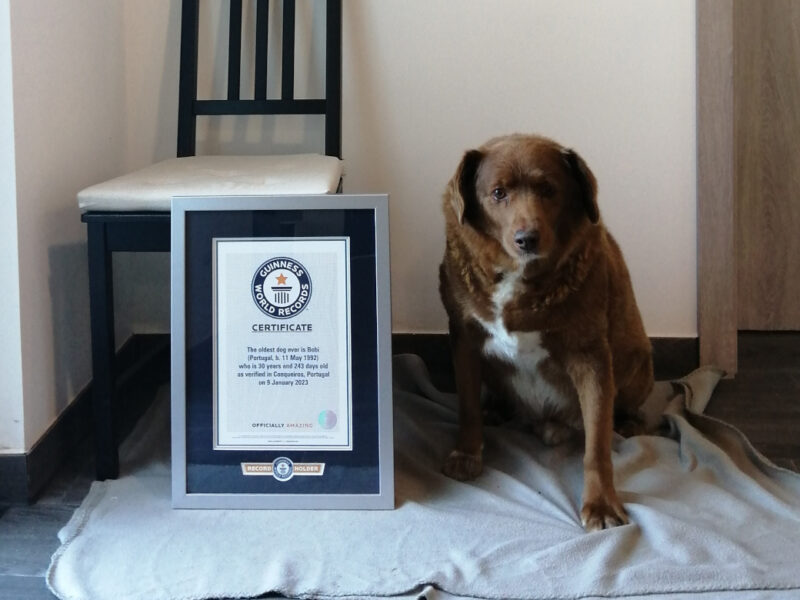 30 year old bobi is the longest living old dog in history bobi 1
