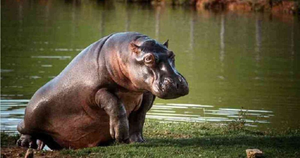 The Hippos of Pablo Escobar: A Controversial Legacy in Colombia 2 the hippos of pablo escobar a controversial legacy in colombia jnn2o5cg7ndg7elspncn6ty2qm