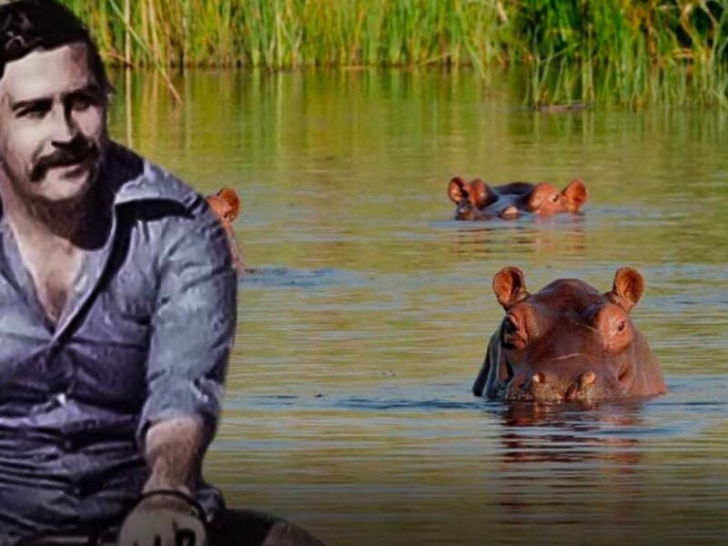 the hippos of pablo escobar a controversial legacy in colombia pablo hipopotamo