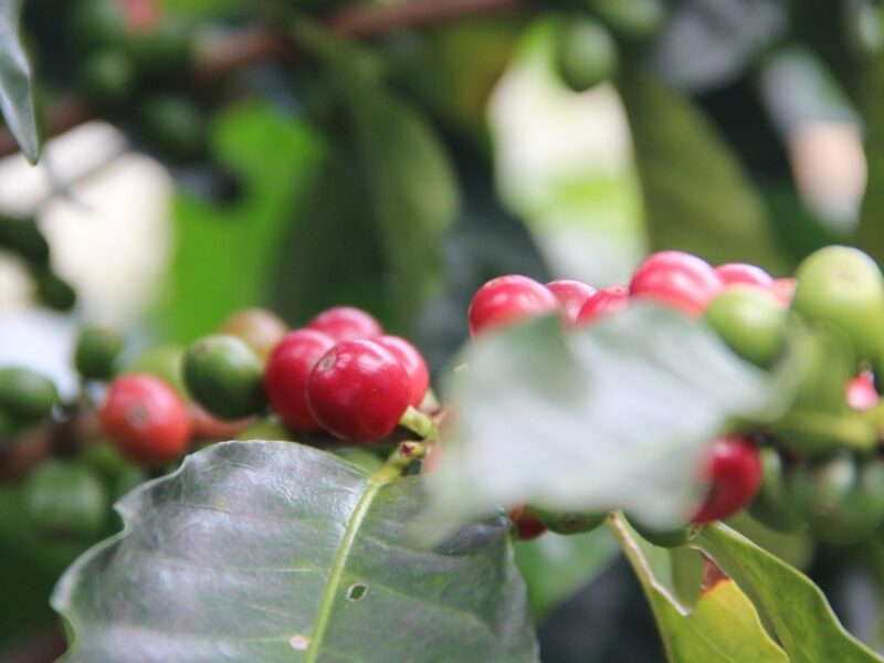 colombian coffee prices skyrocket whats behind the historic surge cafe de colombia llega a precio historico en wall street