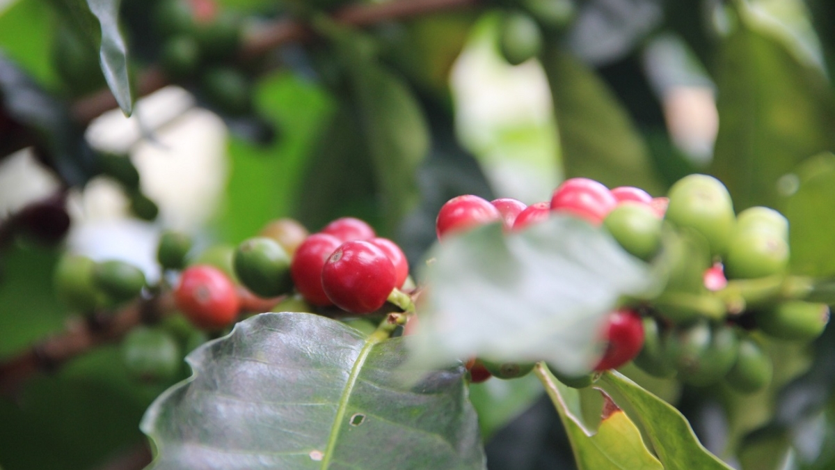 colombian coffee prices skyrocket whats behind the historic surge cafe de colombia llega a precio historico en wall street