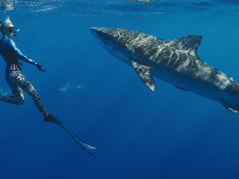 sharks gone viral national geographics hilarious take on oceans apex predators ocean ramsey in shark whispere